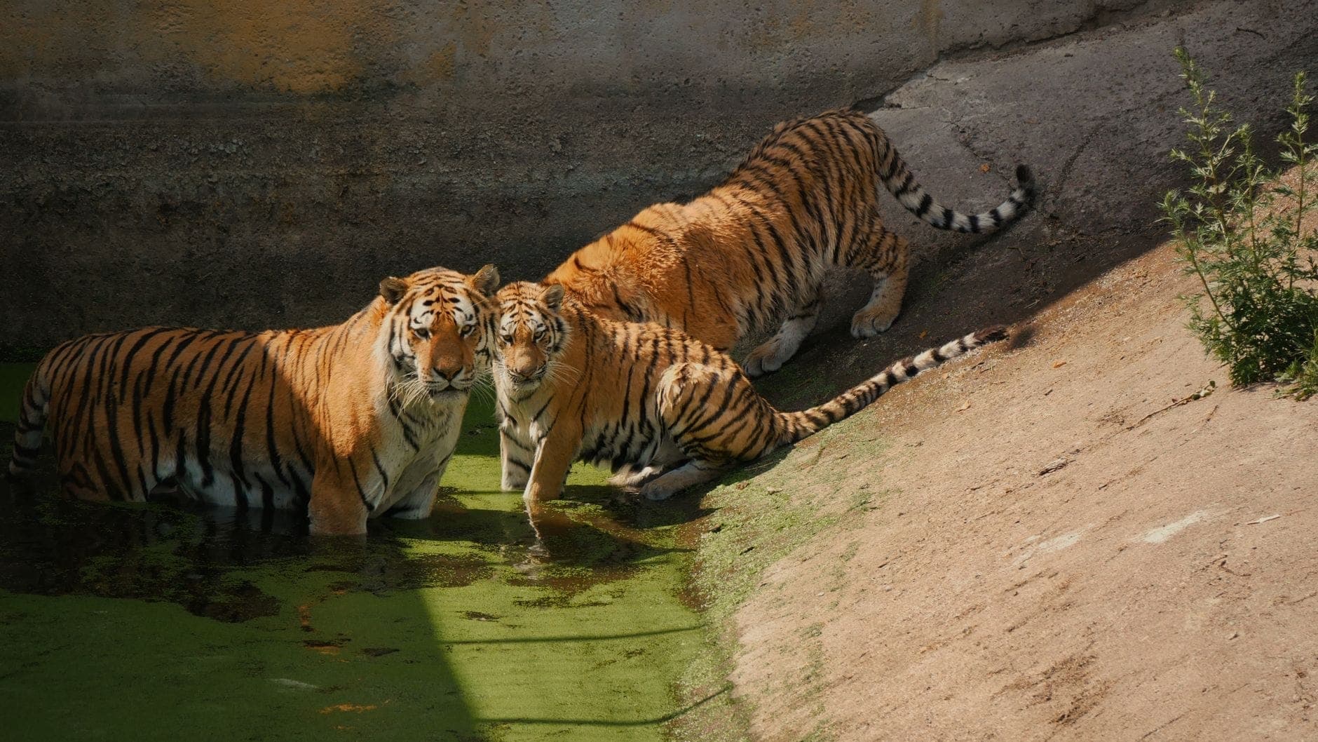 Drei Tiger in einem sonnendurchfluteten Zoogehege – zwei stehen teilweise in grünlichem Wasser, einer liegt in der Nähe, umgeben von Steinmauern und sandigem Boden.
