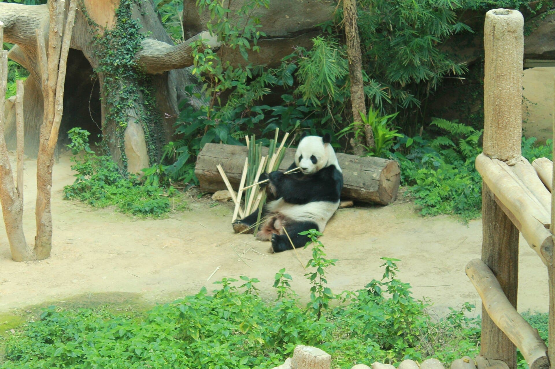 Một con gấu trúc khổng lồ ngồi trên mặt đất ăn tre trong khu chuồng xanh tươi tốt tại Zoo Negara ở Kuala Lumpur, được bao quanh bởi các khúc gỗ và cây lá xanh mướt.