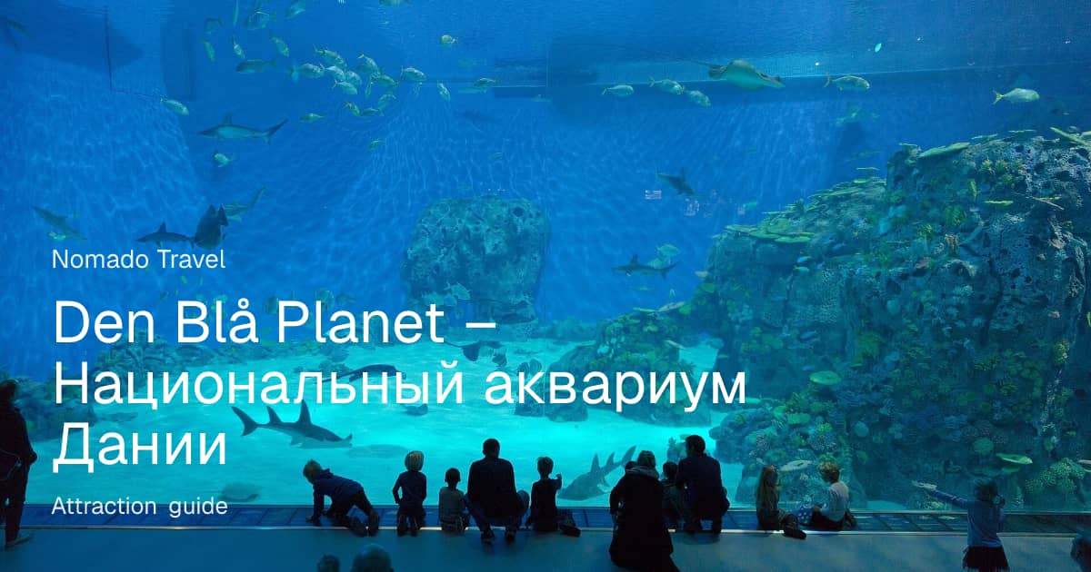 Аквариум Den Blå Planet: гид по Копенгагену | Nomado Travel